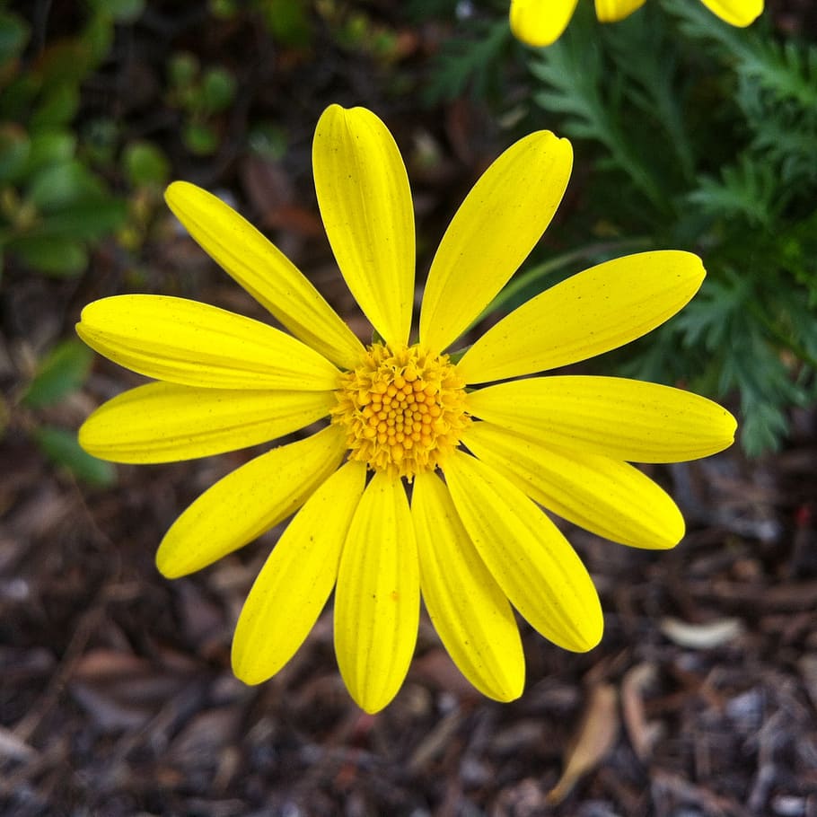 yellow, flower, flora, blossom, bloom, plant, petal, gardening HD wallpaper
