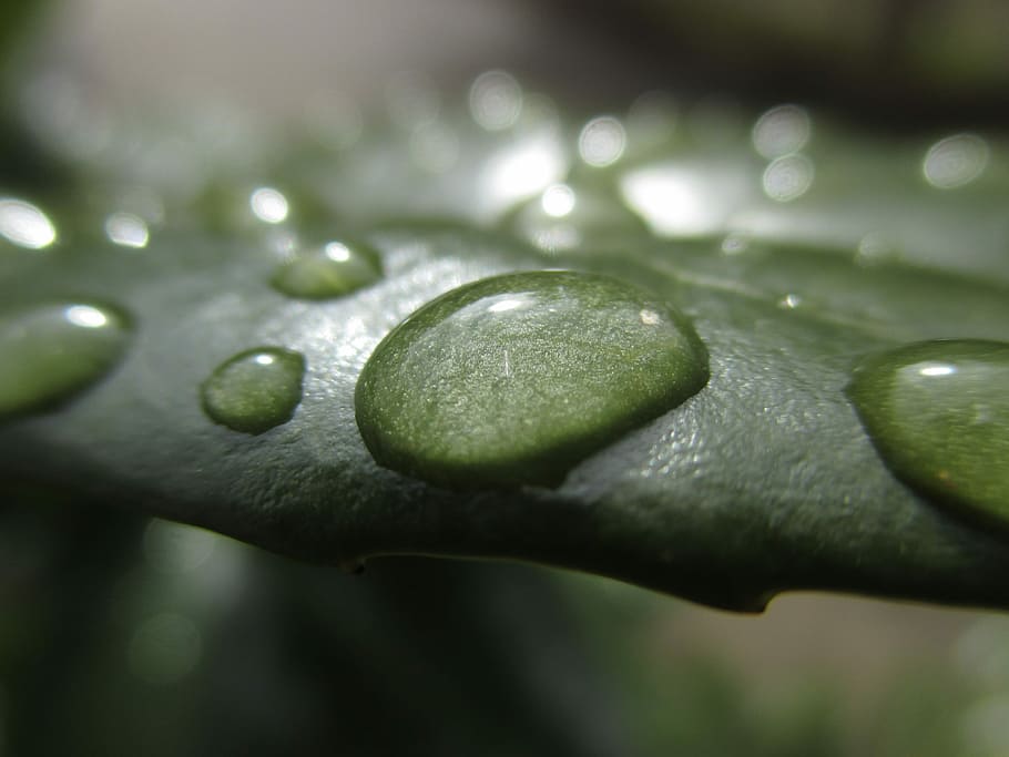 Just Add Water, Dew, Rain, Drop, freshness, close-up, green color HD wallpaper
