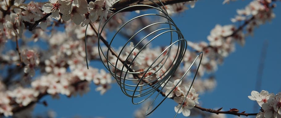 spring, low angle view, sky, nature, focus on foreground, tree HD wallpaper