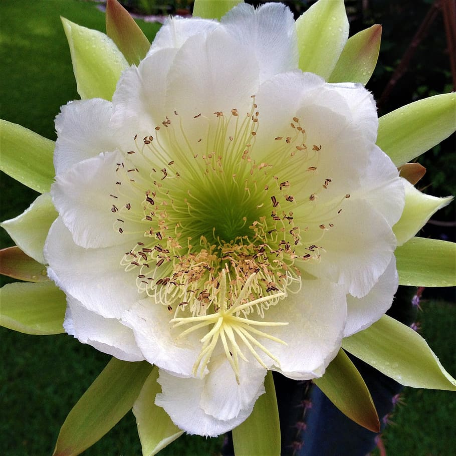 bloom, cactus, succulent, night blooming, white, flower, flowering plant HD wallpaper