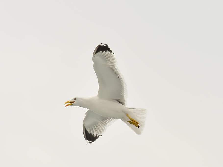 seagull, bird, white, nature, wildlife, feather, beach, wing HD wallpaper