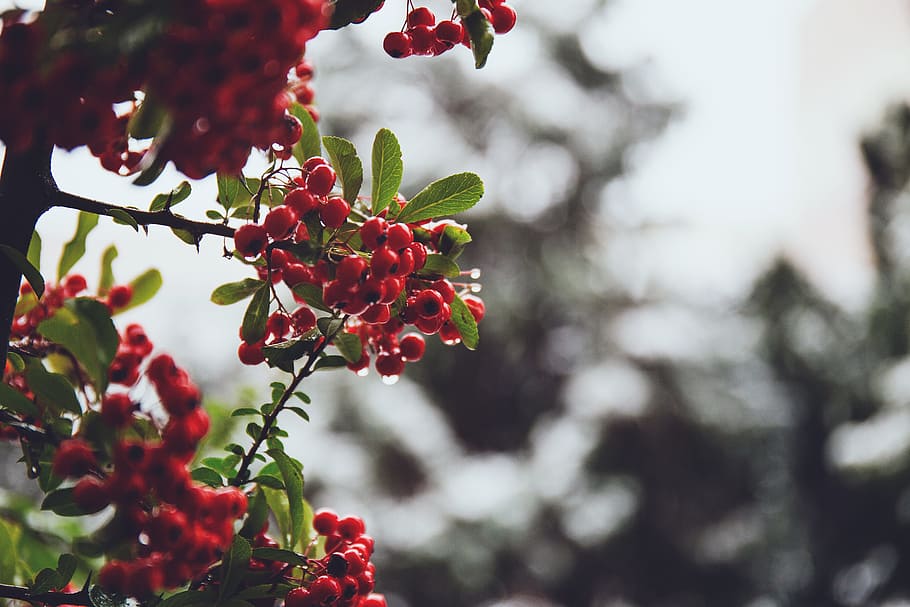nature, branch, december, dew, frost, green, leaves, mountain ash HD wallpaper