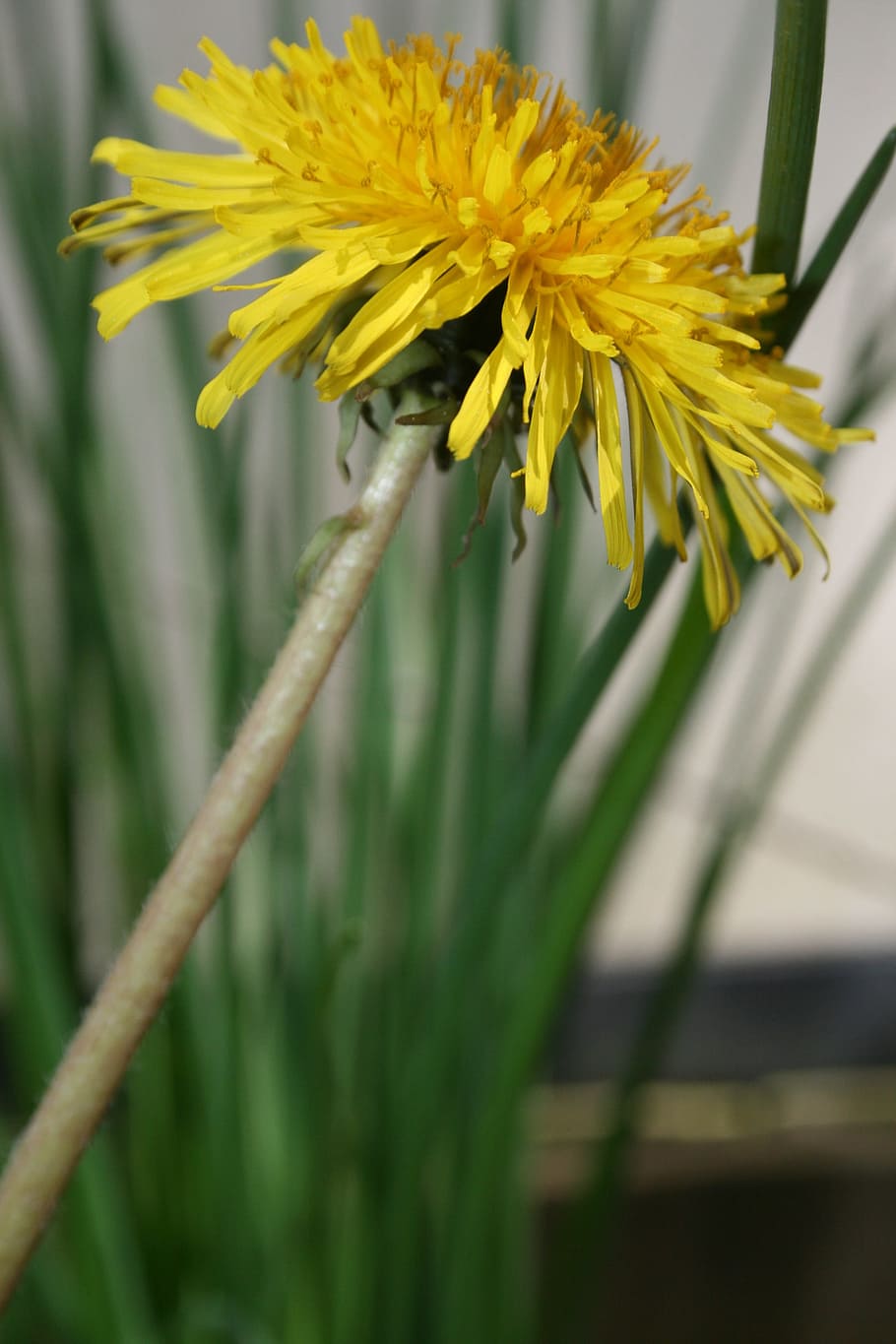 flower, dandelion, summer, plant, flowering plant, growth, beauty in nature HD wallpaper