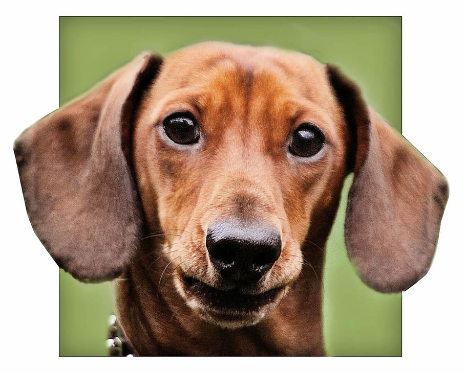 red smooth Dachshund, harry, german, breed, hair, pet, badger-dog HD wallpaper
