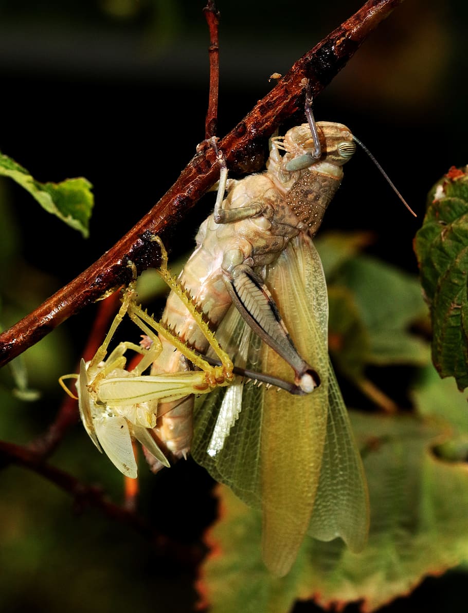 grasshopper, moulting, shedding, wings, big, insect, skin, wildlife, HD wallpaper