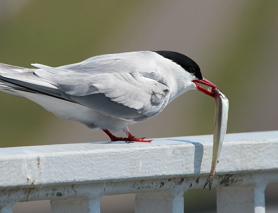 white bird catched gray fish, arctic tern, eat, food, water bird HD wallpaper