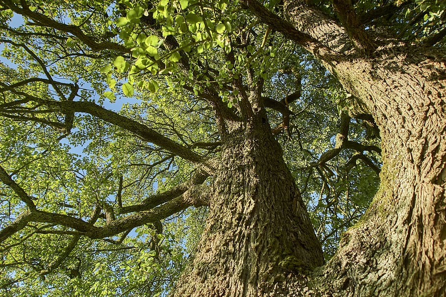 tree, nature, wood, leaf, plant, bark, landscape, tribe, old HD wallpaper