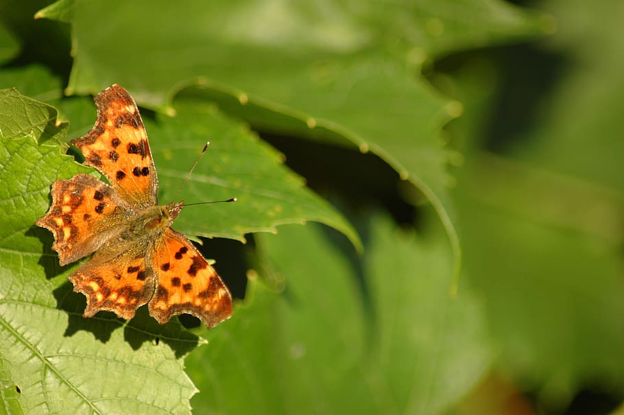 Butterfly, Nature, Leaf, Foliage, green, green color, animal themes HD wallpaper