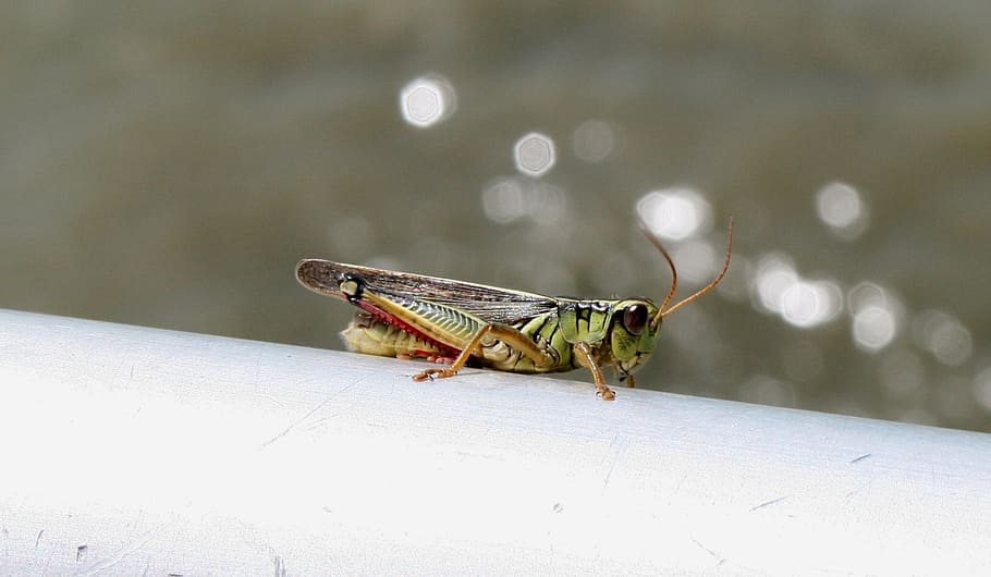 grasshopper, close-up, green, insect, jump, legs, animal themes HD wallpaper