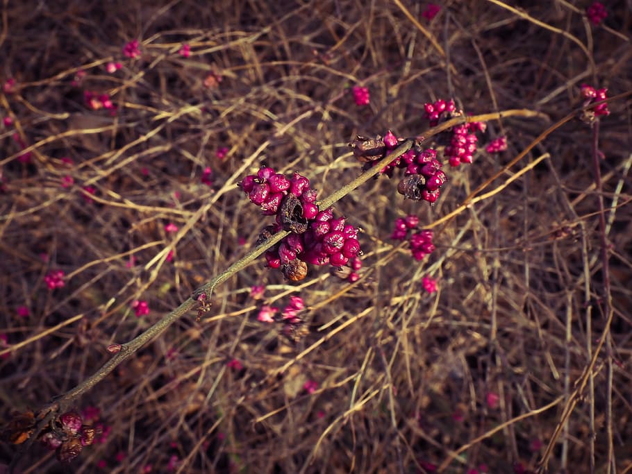 bush, bloom, blossom, spring, plant, nature, ranunkel shrub HD wallpaper