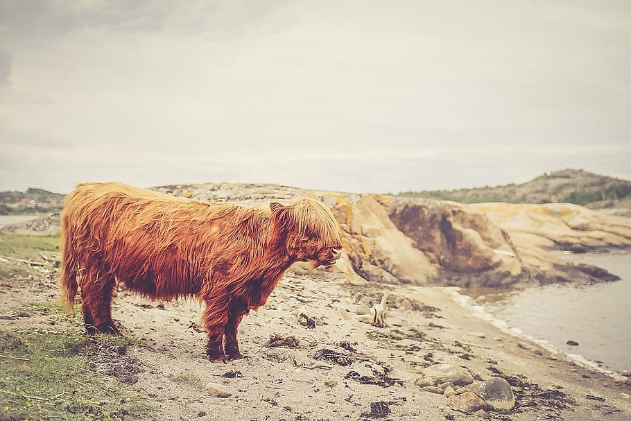 brown animal standing on seashore, bison, field, daytime, grey HD wallpaper
