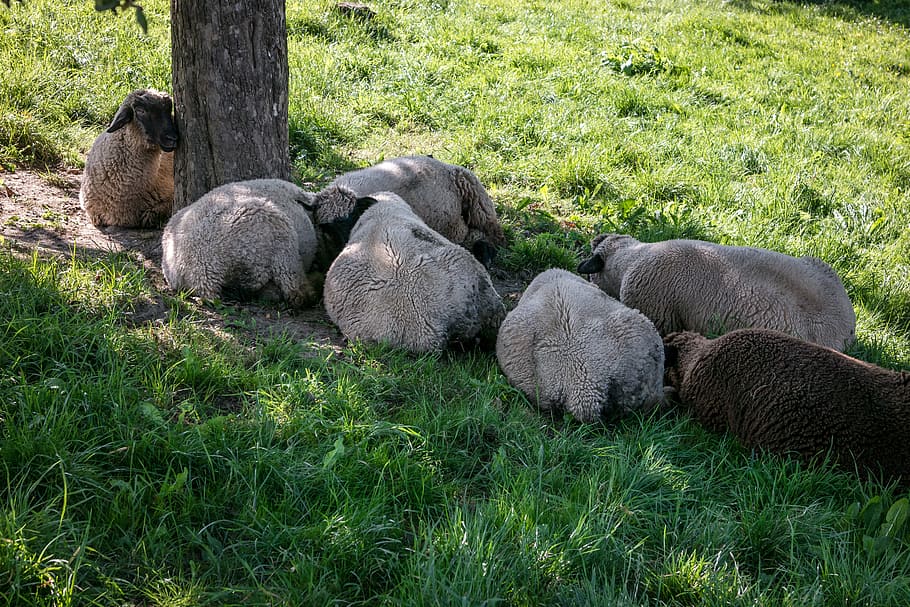 sheep, rest, break, protection, shadow, flock of sheep, group HD wallpaper