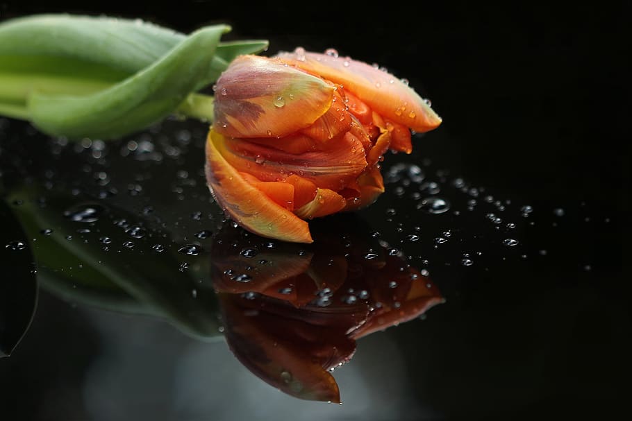orange tulips with water droplets, flower, close, mirror image HD wallpaper