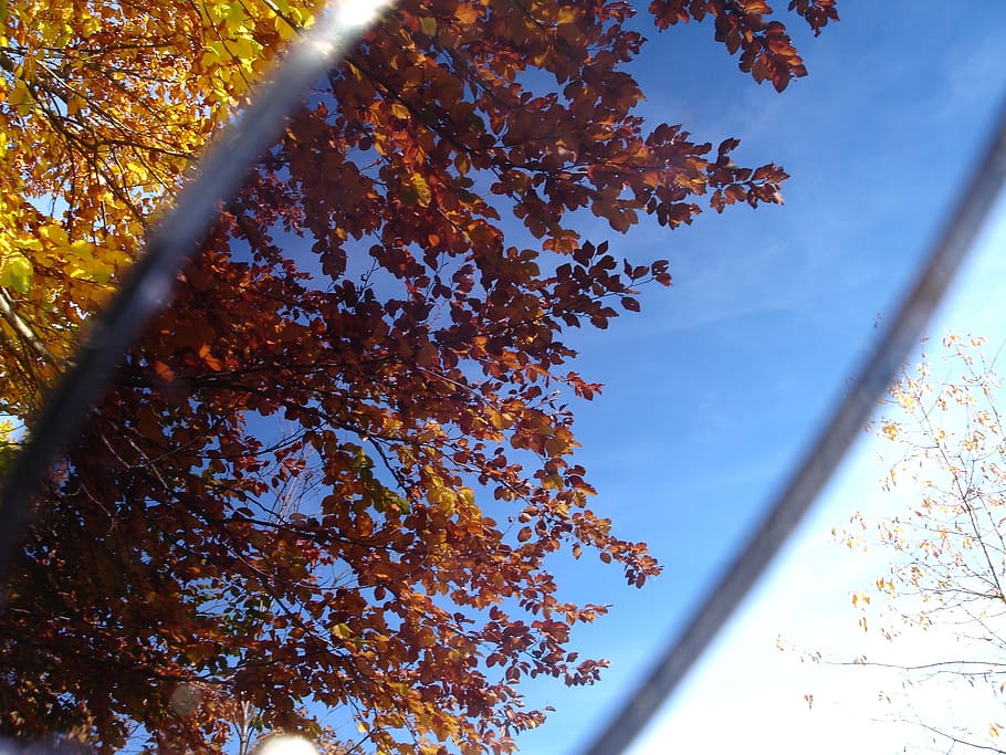 leaves, sunglasses, filter, filtering, darken, trick, screwing up HD wallpaper