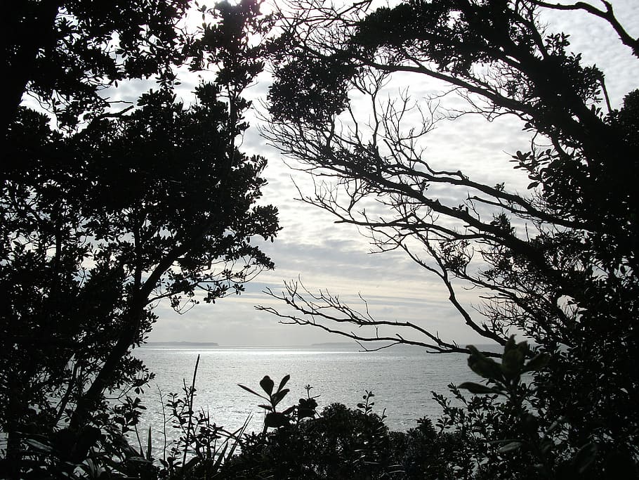 trees, ocean, sea, nature, water, sky, coast, shore, scenic HD wallpaper