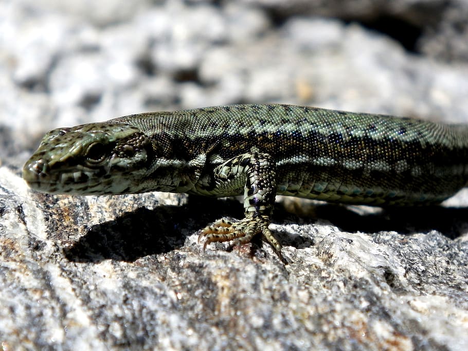 lizard, reptile, close up, animal, animal themes, animal wildlife HD wallpaper