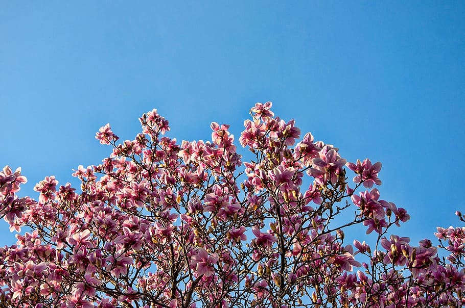 tree, flowers, petals, sky, branches, leaves, bloom, flora HD wallpaper