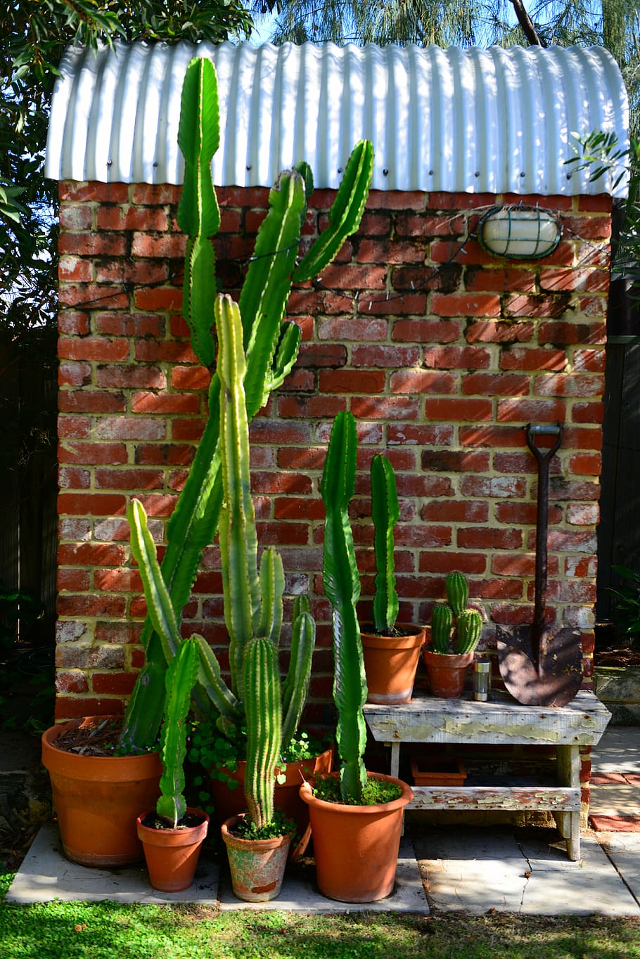 cactus, brick, texture, wall, yard, garden, exterior, wall texture HD wallpaper