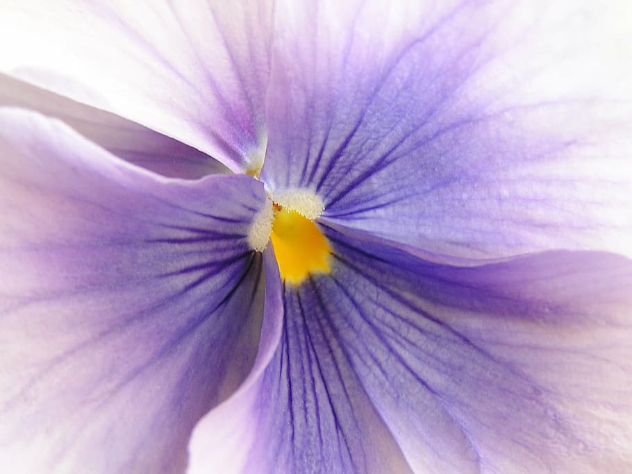 flower, violet, macro, nature, plant, close-up, purple, pink Color HD wallpaper