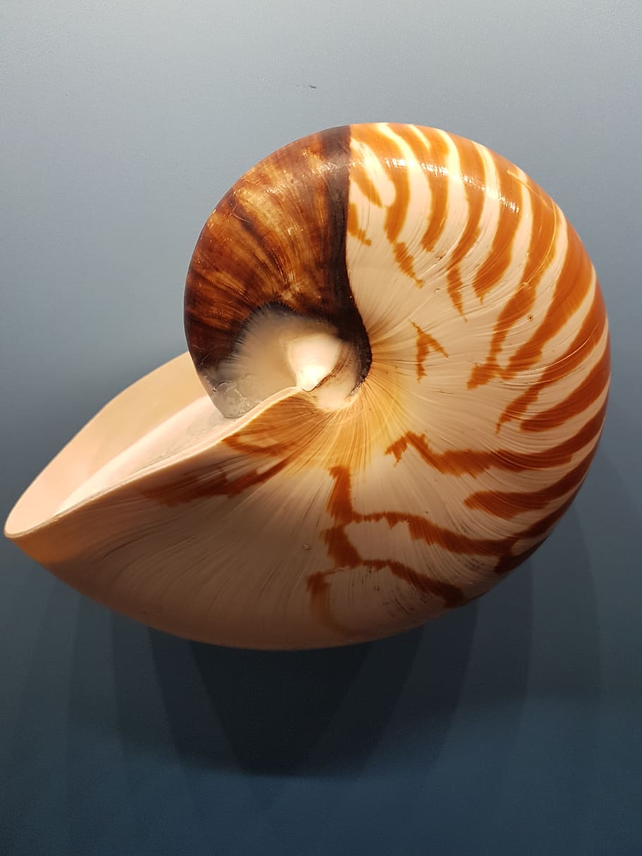 shellfish, evertebrat, exoskeleton, close-up, studio shot, food HD wallpaper