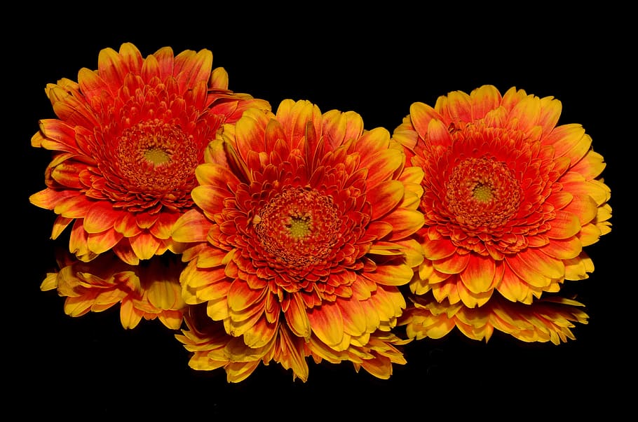 three yellow and orange flowers, autumn, black background, flower head HD wallpaper