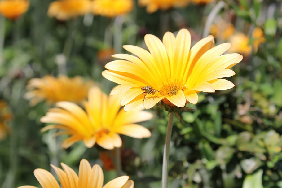 flower, nature, green, bloom, flora, spring, yellow, spring flowers HD wallpaper