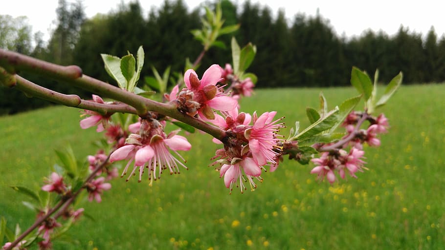 Peach Blossom, Spring, Garden, peach tree, growth, flower, nature HD wallpaper