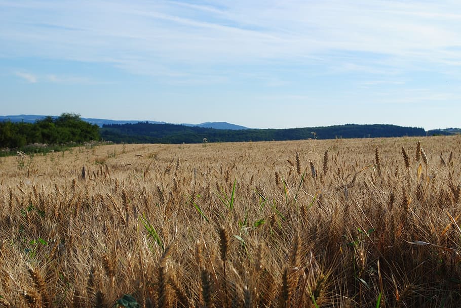 field, sky, nature, blue, grain, bloom, landscape, agriculture HD wallpaper