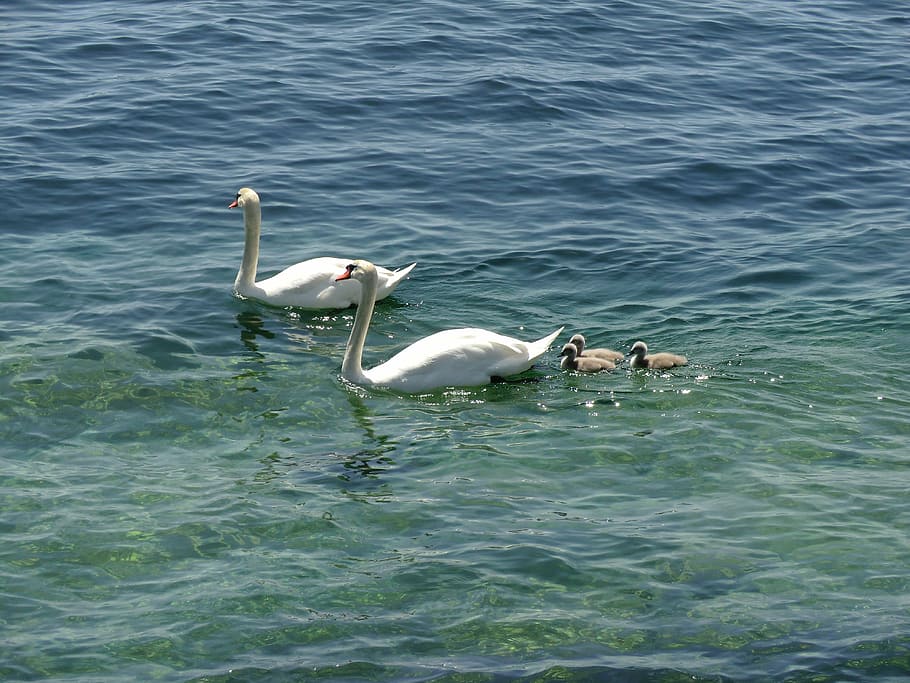 swans, ducks, geese, animals, duck family, lake, water, animals in the wild HD wallpaper
