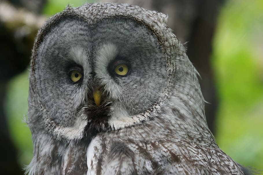 selective focus photo of gray owl, way, night active, animal HD wallpaper