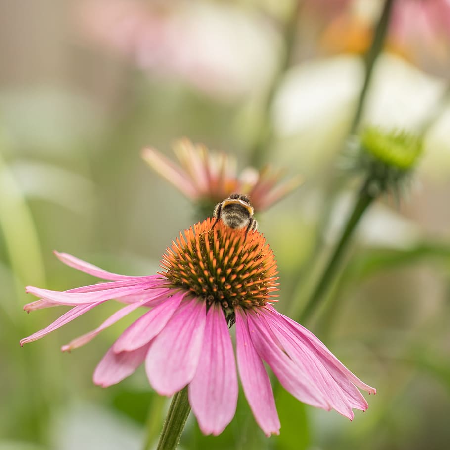 petals, flower, bee, echinacea, bloom, blossom, coneflower, flora HD wallpaper