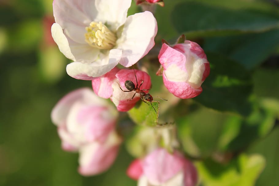 Ant, Apple, Blossom, Climbing, Flower, insects, spring, plant HD wallpaper