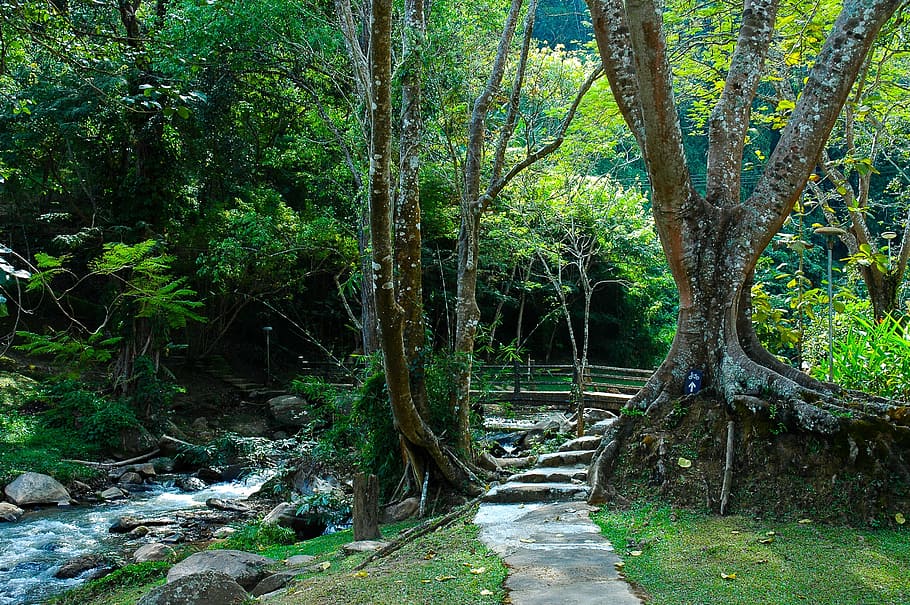 River, Landscape, Flow, Water, river landscape, tree, forest HD wallpaper