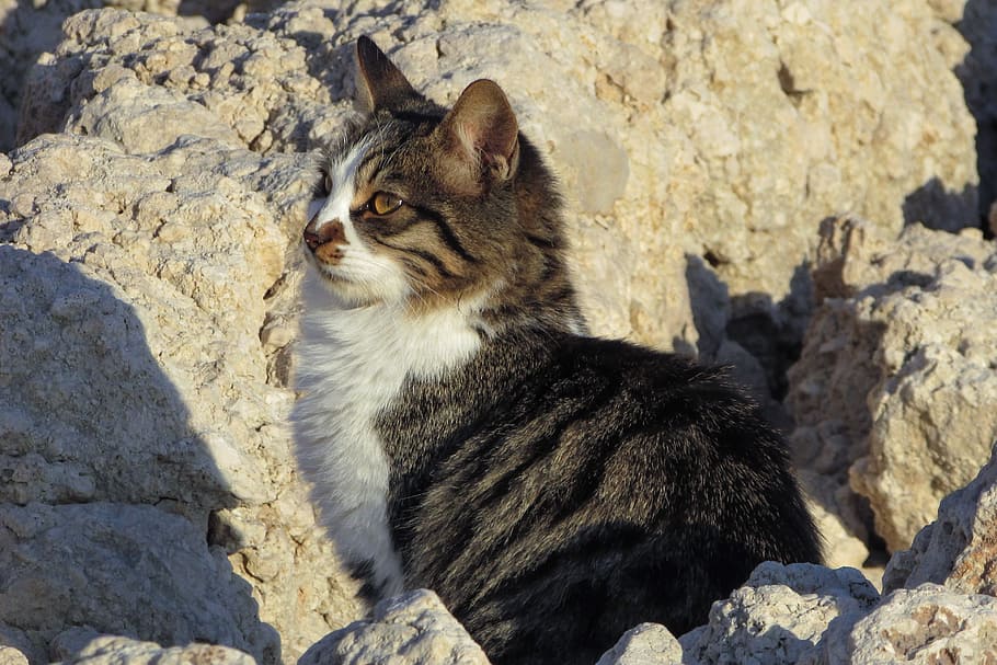 Cat, Stray, Beach, Animal, Cute, Outdoor, homeless, young, kitten HD wallpaper