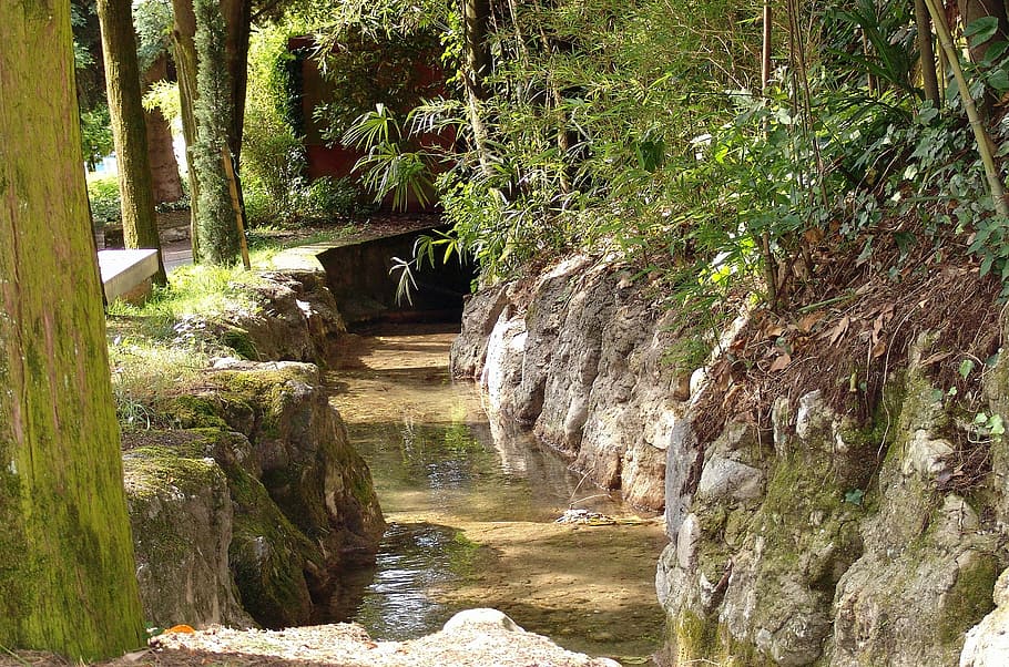 bach, trickle, forest, idyll, nature, plant, tree, water, growth HD wallpaper