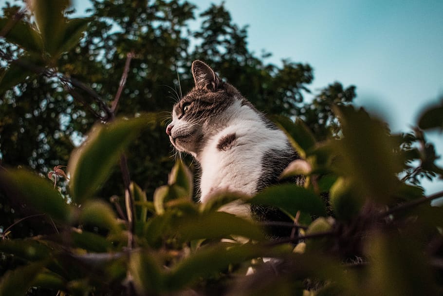 shallow focus photo of cat on grass, short-coated white and gray cat during daytime HD wallpaper
