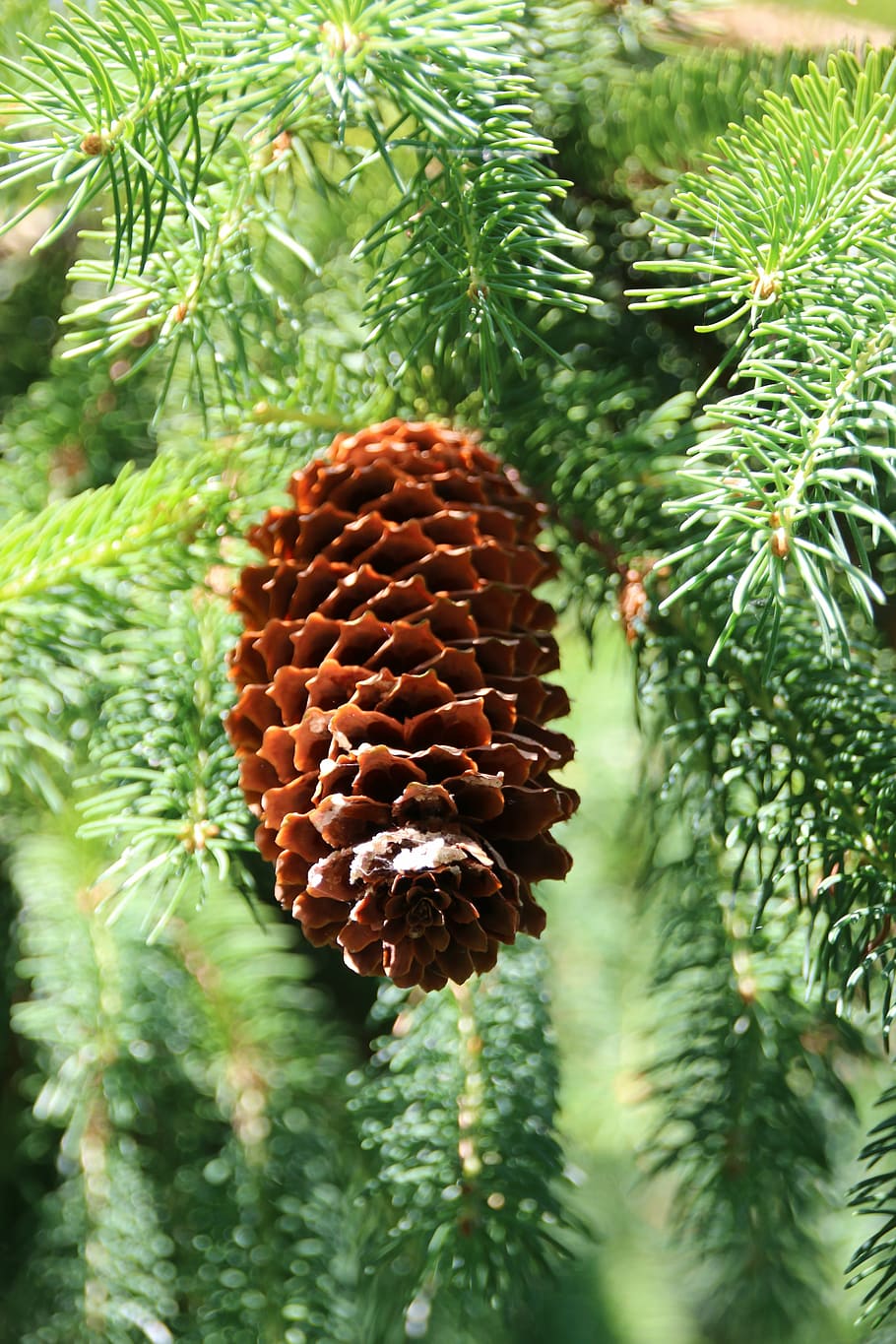 pine cones, needles, nature, forest, tree, fir green, plant HD wallpaper