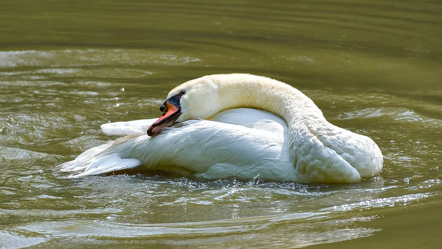 white swan swimming on body of water, toilet, plumage, pond, bird