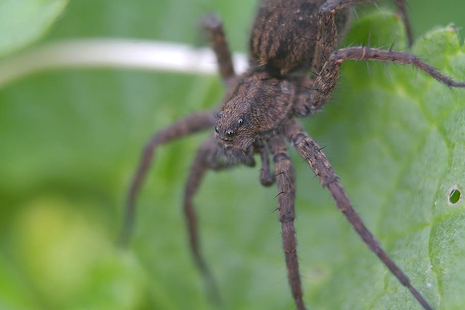 spider, insect, arachnid, invertebrates, one animal, animal wildlife HD wallpaper