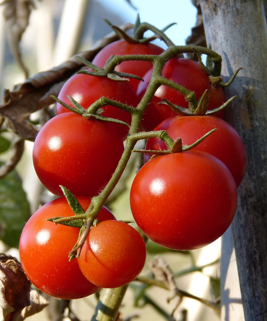 tomatoes, vine tomatoes, ecological, food and drink, red, healthy eating HD wallpaper