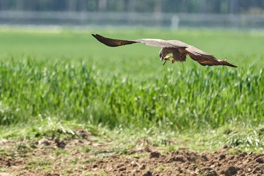 milan, eat, worm, bird, wing, bird of prey, flight, animal world HD wallpaper