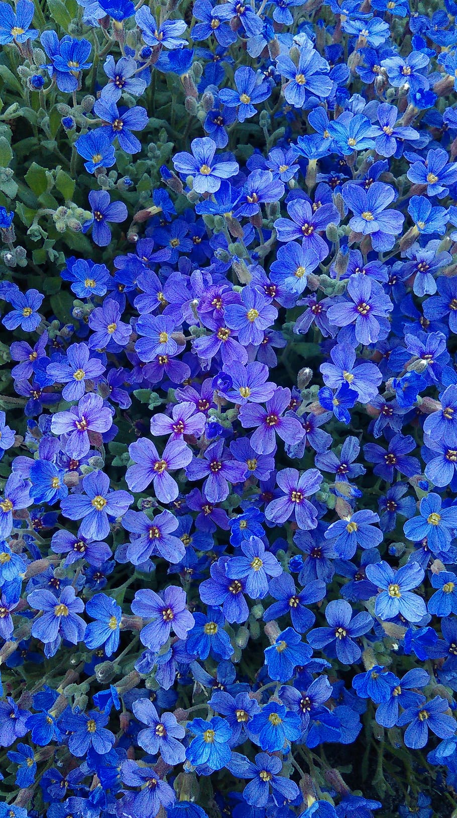 flowers, nature, spring, flowering plant, vulnerability, fragility HD wallpaper