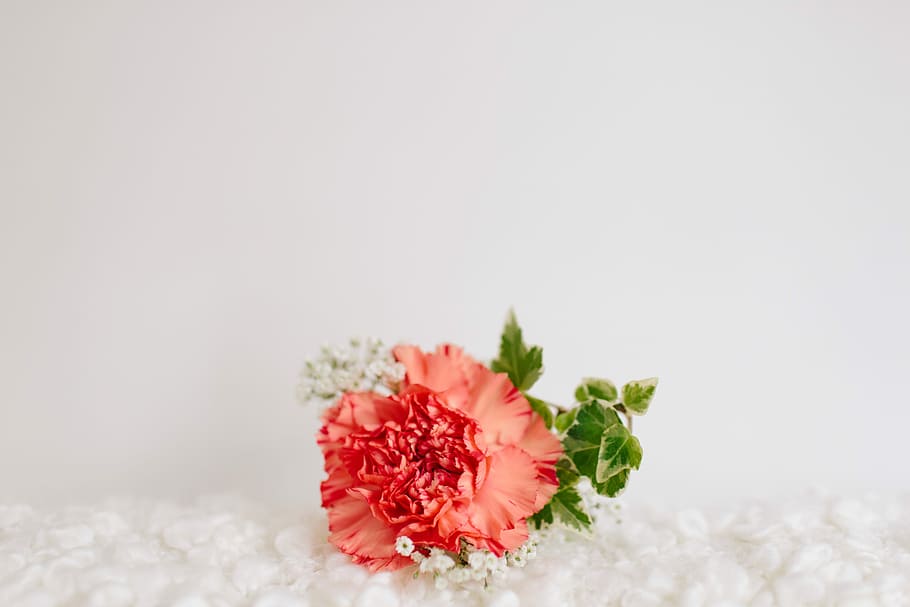 red petaled flower on white textile, pink and white petaled flower on white textile HD wallpaper