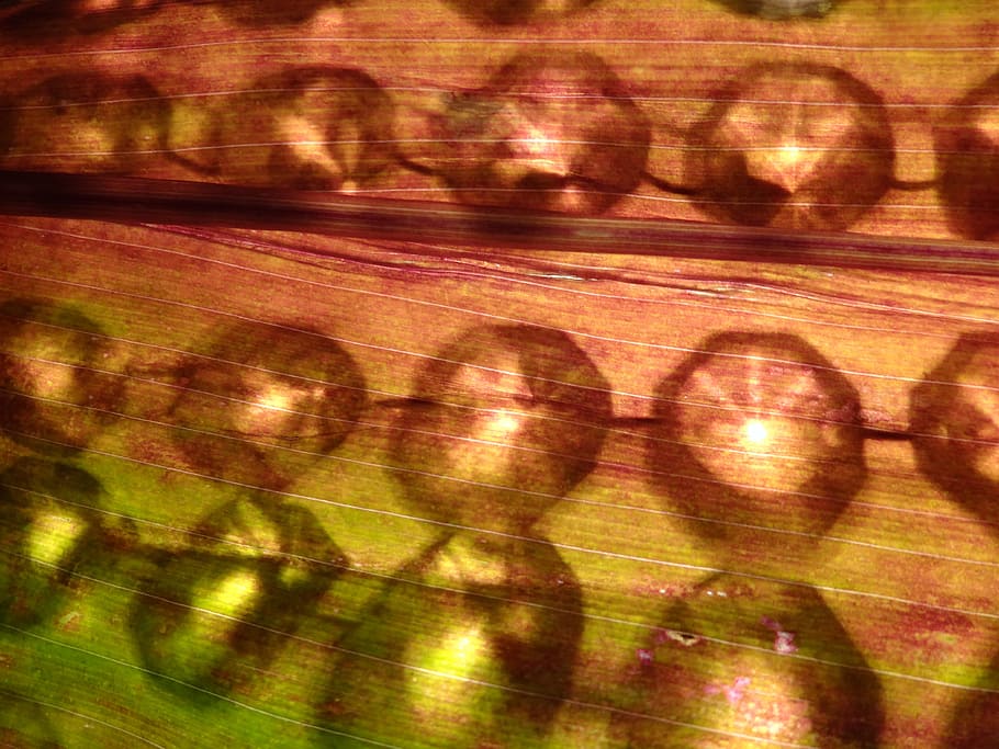 leaf, crystals, candling, abstract, general, botany, green HD wallpaper