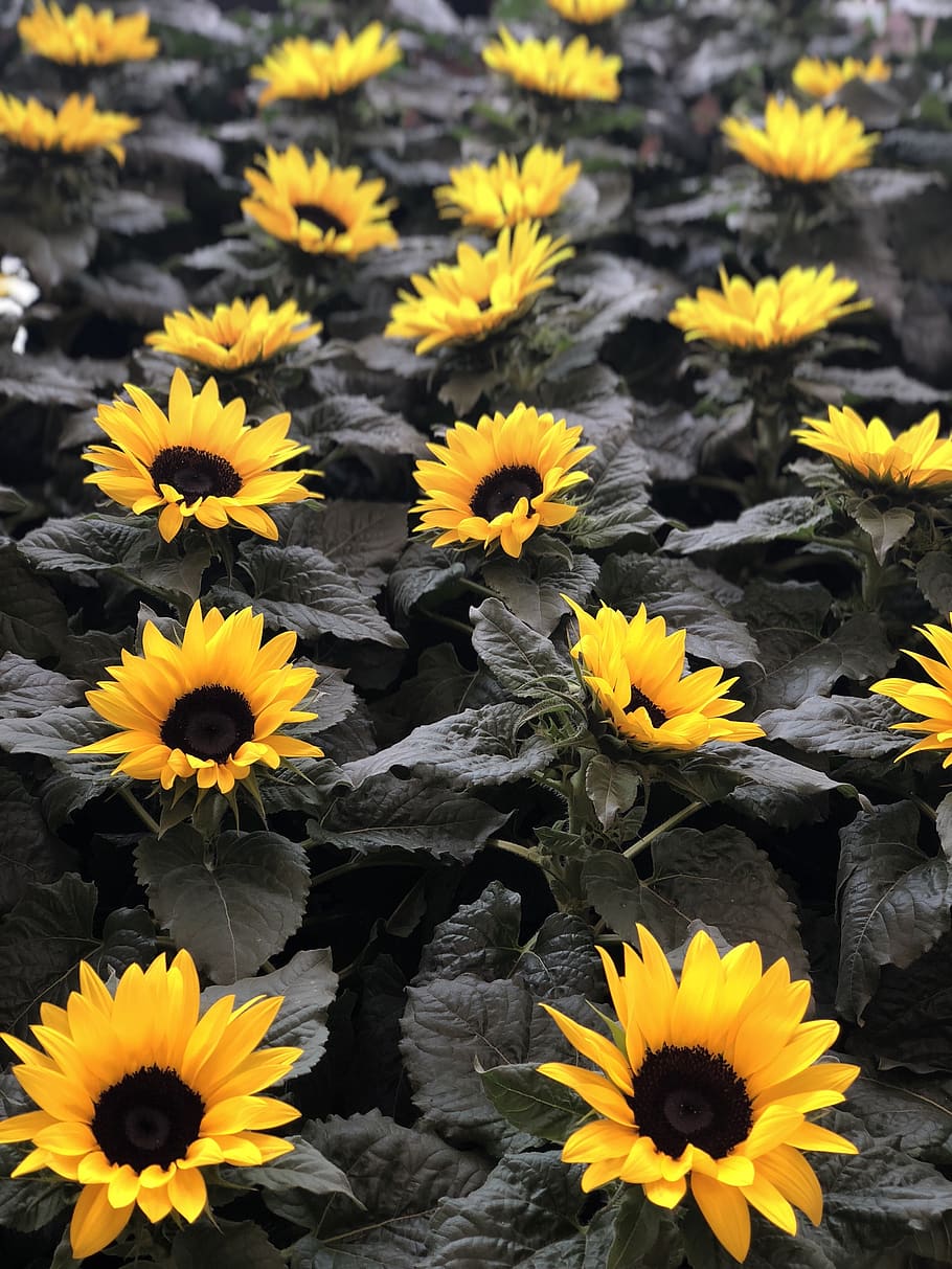 sunflower, flowers, garden, flowering plant, yellow, freshness HD wallpaper