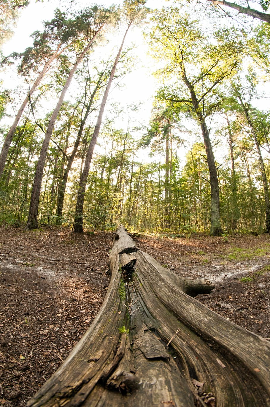 Trees, Woods, Forest, Nature, Landscape, summer, green, natural HD wallpaper