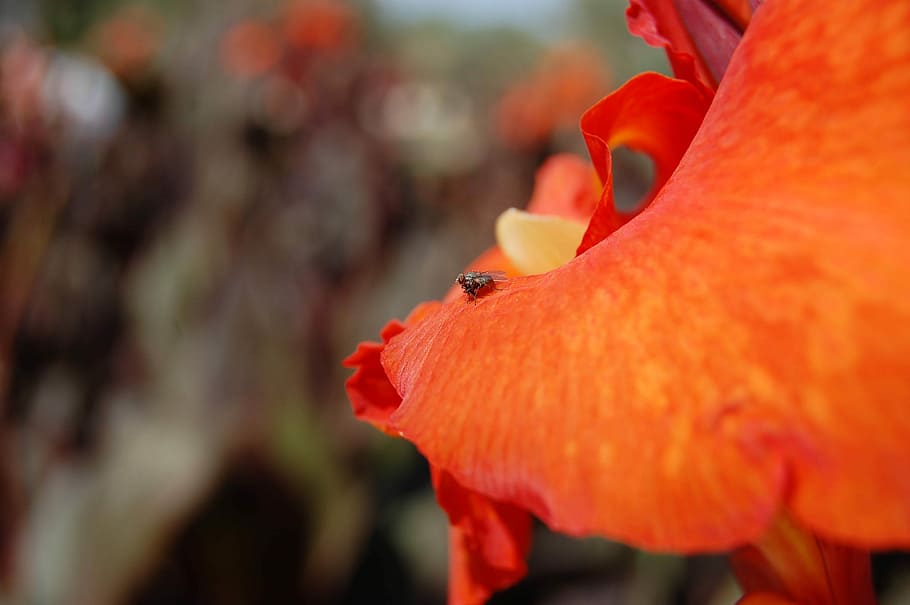 Fly, Red, Lily, Macro, Outdoor, Insect, nature, colorful, orange color HD wallpaper