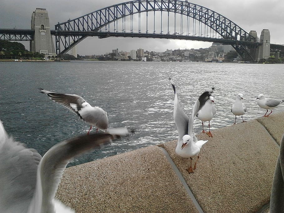 australia, background, sydney, river, bird, famous Place, bridge - Man Made Structure HD wallpaper