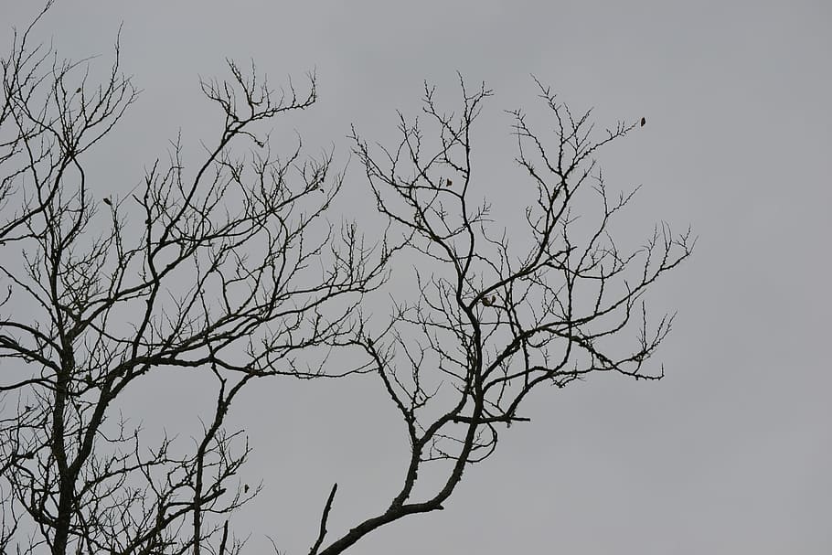 Dead, Branches, Winter, Fall, dead branches, bare tree, no people HD wallpaper