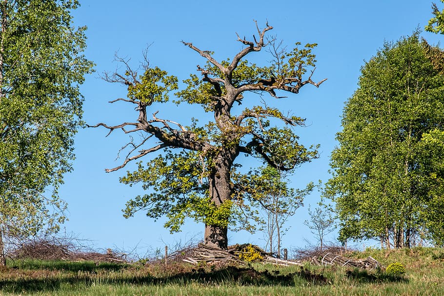 tree, nature, wood, landscape, plant, growth, sky, beauty in nature HD wallpaper